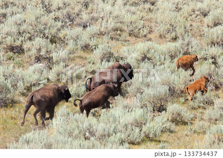 Bisons in Lamar Valley, Yellowstone National Park, USA 133734437