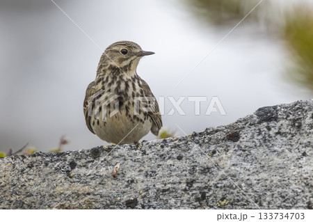 Meadow pipit stands on a rock in Norway, showing its distinct plumage and keen gaze 133734703
