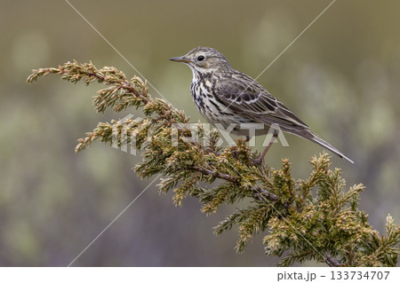 Meadow pipit perched on a branch in Norway's natural landscape during a sunny day Meadow pipit perched on a branch in Norway's natural landscape during a sunny day 133734707