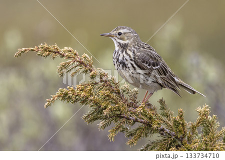 Meadow pipit perched on a branch in Norway's natural landscape during a sunny day Meadow pipit perched on a branch in Norway's natural landscape during a sunny day 133734710