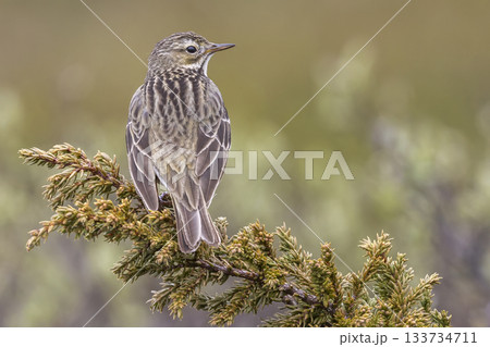 Meadow pipit perched on a branch in Norway's natural landscape during a sunny day 133734711
