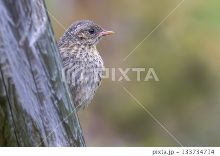 Juvenile dunnock perched on tree in Jotunheimen national park near Tesse lake, Norway during early morning Juvenile dunnock perched on tree in Jotunheimen national park near Tesse lake, Norway during early morning 133734714