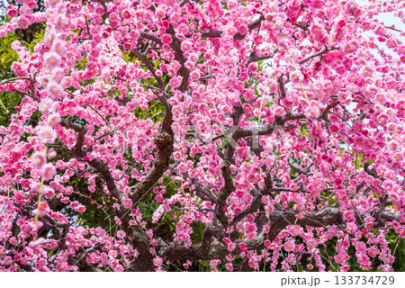 なばなの里「しだれ梅」《三重県 桑名市 ナガシマリゾート》 なばなの里「しだれ梅」《三重県 桑名市 ナガシマリゾート》 133734729