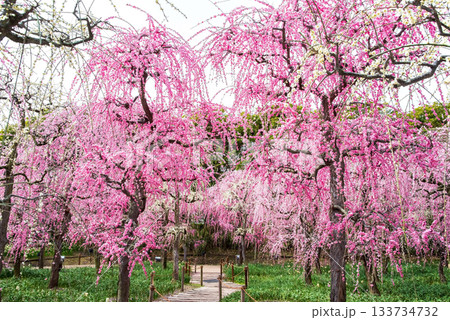 なばなの里「しだれ梅」《三重県 桑名市 ナガシマリゾート》 133734732