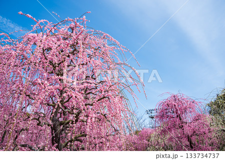 なばなの里「しだれ梅」《三重県 桑名市 ナガシマリゾート》 133734737