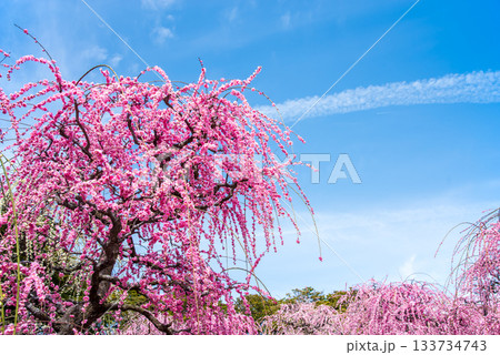 なばなの里「しだれ梅」《三重県 桑名市 ナガシマリゾート》 133734743