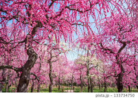 なばなの里「しだれ梅」《三重県 桑名市 ナガシマリゾート》 133734750