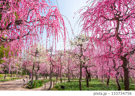 なばなの里「しだれ梅」《三重県 桑名市 ナガシマリゾート》 133734756