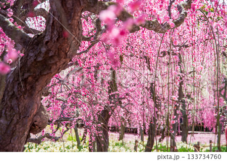 なばなの里「しだれ梅」《三重県 桑名市 ナガシマリゾート》 133734760