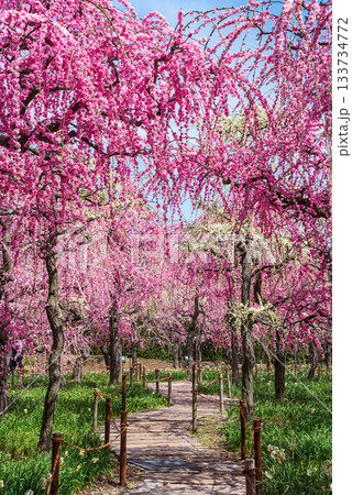 なばなの里「しだれ梅」《三重県 桑名市 ナガシマリゾート》 133734772