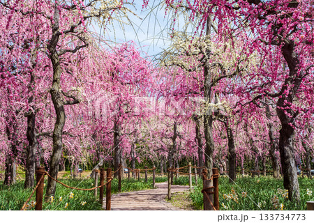 なばなの里「しだれ梅」《三重県 桑名市 ナガシマリゾート》 133734773