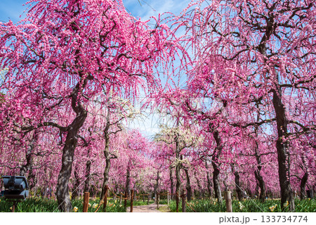 なばなの里「しだれ梅」《三重県 桑名市 ナガシマリゾート》 133734774