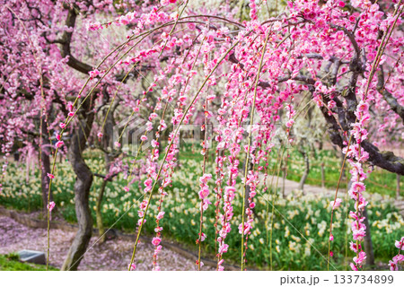 なばなの里「しだれ梅」《三重県 桑名市 ナガシマリゾート》 133734899