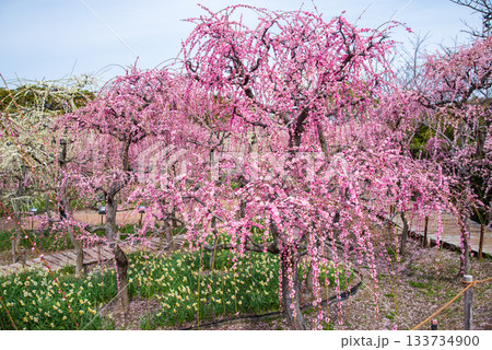 なばなの里「しだれ梅」《三重県 桑名市 ナガシマリゾート》 なばなの里「しだれ梅」《三重県 桑名市 ナガシマリゾート》 133734900