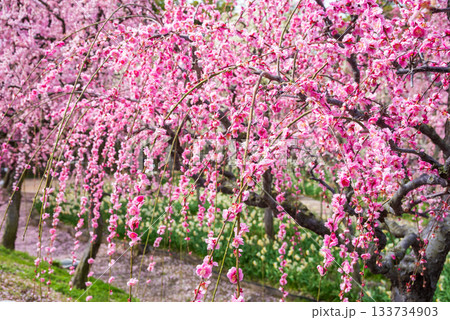 なばなの里「しだれ梅」《三重県 桑名市 ナガシマリゾート》 133734903