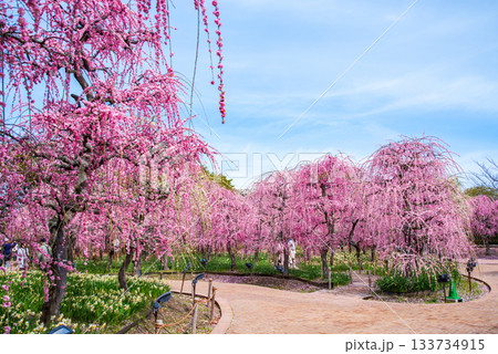 なばなの里「しだれ梅」《三重県 桑名市 ナガシマリゾート》 133734915