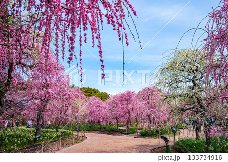 なばなの里「しだれ梅」《三重県 桑名市 ナガシマリゾート》 133734916