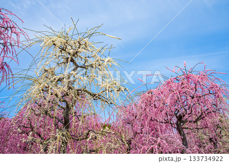 なばなの里「しだれ梅」《三重県 桑名市 ナガシマリゾート》 133734922