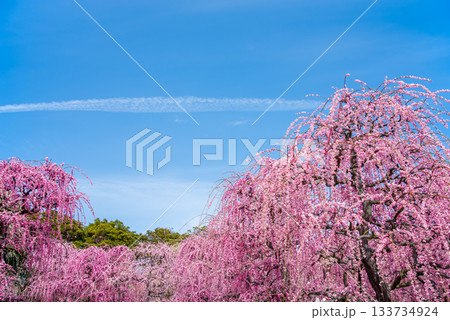 なばなの里「しだれ梅」《三重県 桑名市 ナガシマリゾート》 133734924