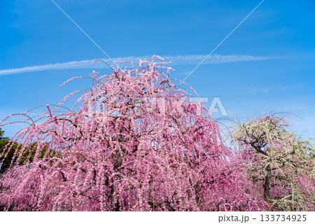 なばなの里「しだれ梅」《三重県 桑名市 ナガシマリゾート》 133734925