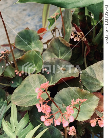 intricate botanical image capturing pink begonia with vibrant foliage and raindrops 133735043