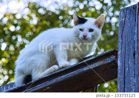 White Turkish Van Cat on Wooden Railing 133735125