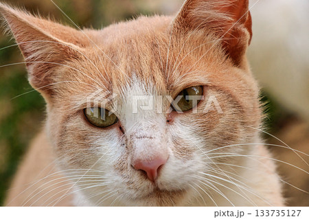Close-Up of Tabby Cat Close-Up of Tabby Cat 133735127