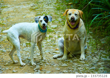 Two Dogs on Mountain Path 133735128