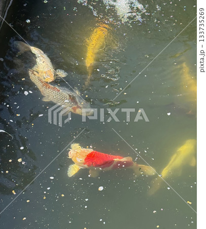 Colorful crap fish or koi fish swimming in water pond. Animal portrait close-up and selective focus photo Colorful crap fish or koi fish swimming in water pond. Animal portrait close-up and selective focus photo 133735269