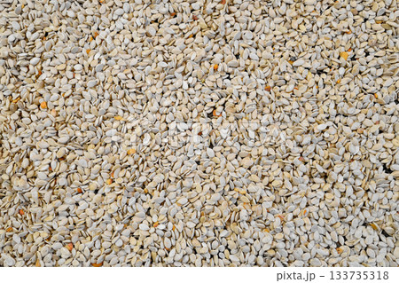 Photo of pumpkin seeds during drying. 133735318