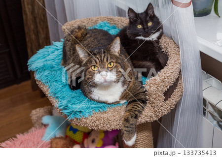 Adult cat and a kitten are lying together 133735413