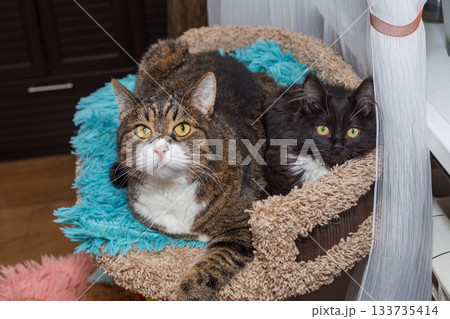 Adult cat and a kitten are lying together 133735414