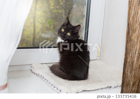 Black kitten is sitting on the windowsill 133735416