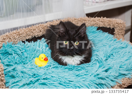 Young  black kitten is lying with a toy on a blue blanket 133735417