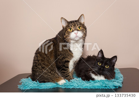 An adult gray cat and a small black kitten An adult gray cat and a small black kitten 133735430