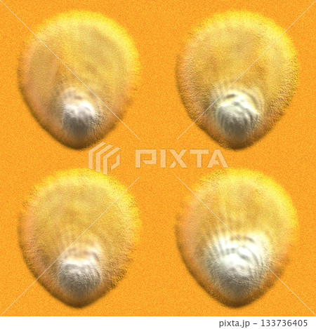 Single scallop shell rests under the summer sun on light-colored sand, viewed from above. 133736405