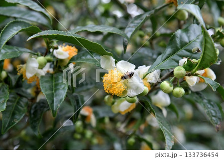 お茶の花 133736454