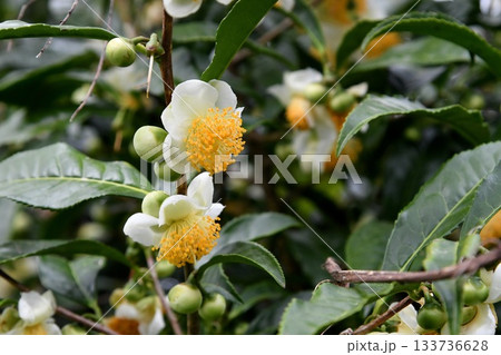 お茶の花 お茶の花 133736628