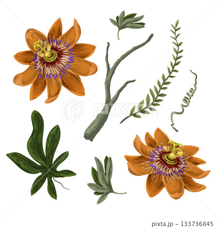 Passiflora tropical flower vector pattern with exotic leaves and jungle plants 133736845
