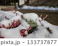 Bright pink heather flowers emerging through melting snow, capturing a striking contrast of winter frost and early seasonal growth in natural sunlight. 133737877