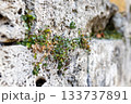 Small green plants growing through the porous surface of an old stone wall, showing natural resilience and detailed texture in a close-up view. 133737891