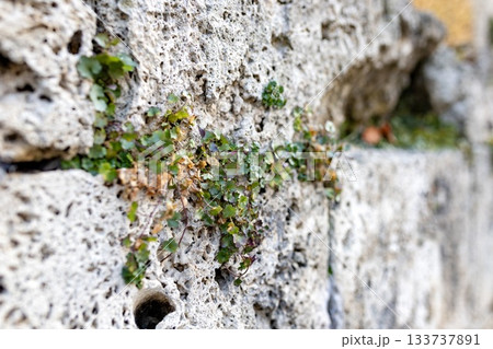 Small green plants growing through the porous surface of an old stone wall, showing natural resilience and detailed texture in a close-up view. Small green plants growing through the porous surface of an old stone wall, showing natural resilience and detailed texture in a close-up view. 133737891