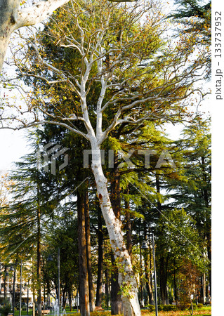 In a lush green forest, a striking white tree stands tall among its companions, creating a peaceful atmosphere. Families gather for dinner, enjoying nature's beauty and wealth. In a lush green forest, a striking white tree stands tall among its companions, creating a peaceful atmosphere. Families gather for dinner, enjoying nature's beauty and wealth. 133737952