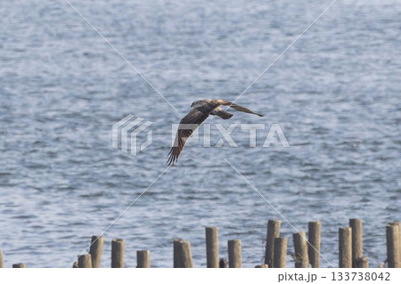 河川敷を飛翔するチュウヒ 133738042