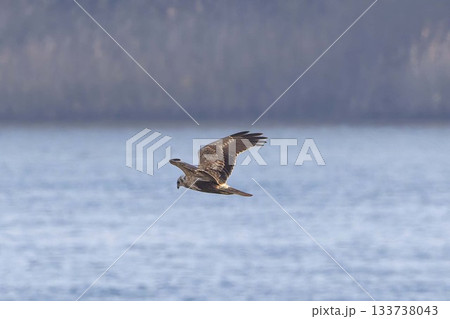 河川敷を飛翔するチュウヒ 河川敷を飛翔するチュウヒ 133738043