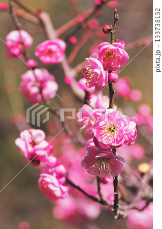 梅の花（八重松島） 133738132