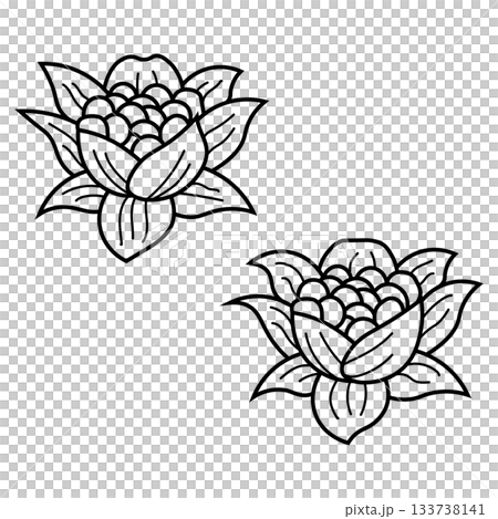 Line drawing illustration of butterbur, spring wild vegetable plant material Line drawing illustration of butterbur, spring wild vegetable plant material 133738141