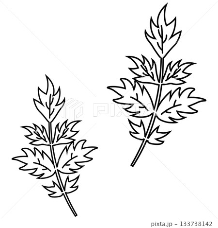 春の山菜よもぎの線画イラスト 133738142