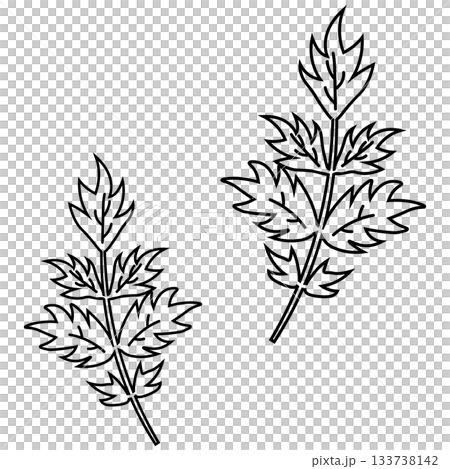 Spring mountain vegetable mugwort line drawing illustration 133738142