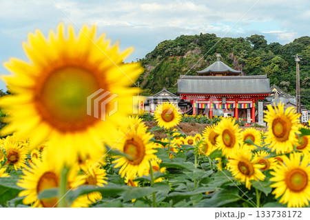 満願寺を彩る夏のひまわり畑 133738172
